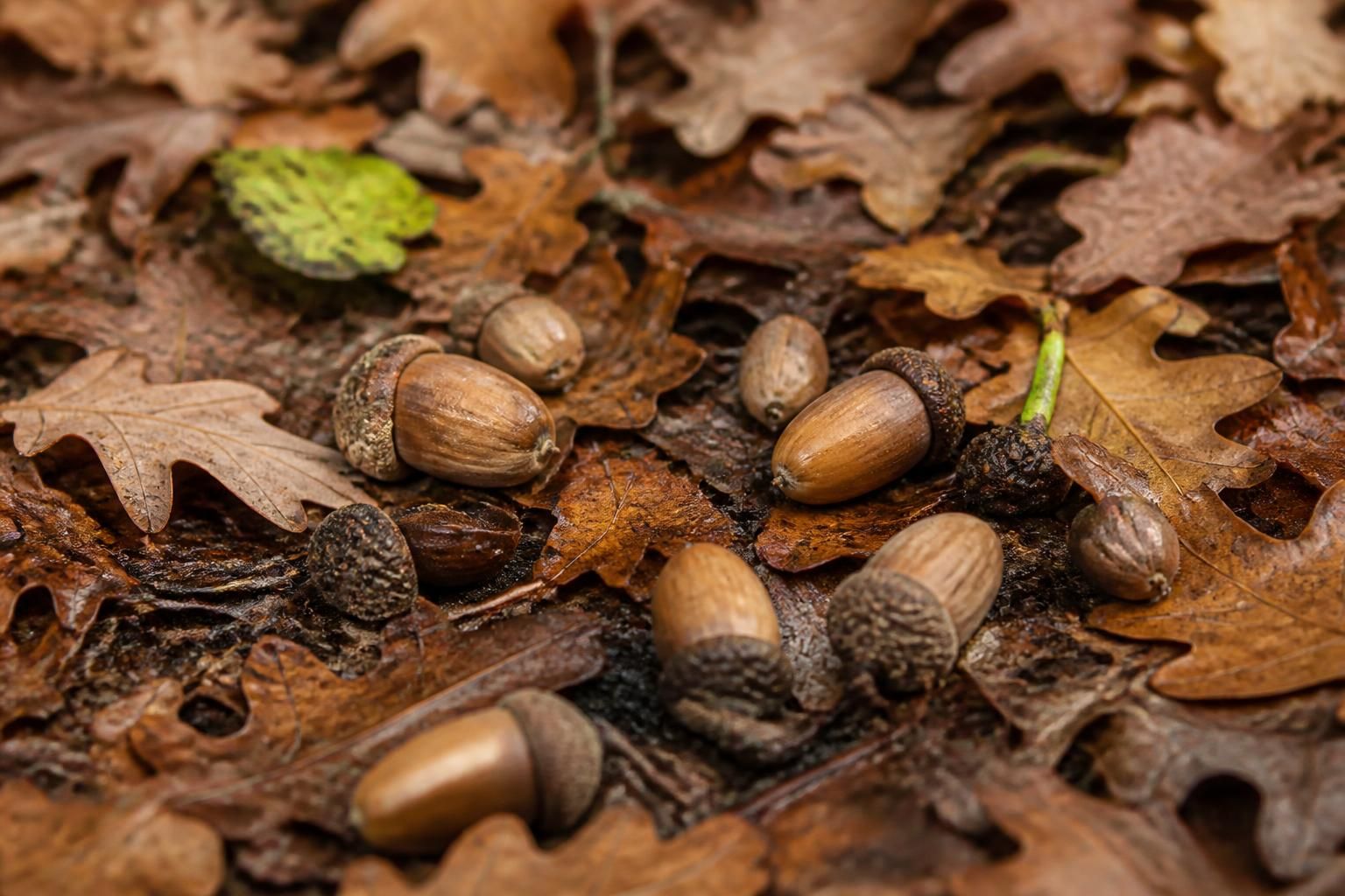 découvrez les bienfaits du gland de chêne, un trésor naturel aux vertus multiples pour la maison et le bien-être. astuces, usages et conseils pour profiter pleinement de ses propriétés.